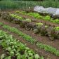 Planując rozmieszczenie warzyw na grządkach, unikajmy sadzenia obok siebie ogórków. Uprawiać za to możemy obok siebie wszystkie wiosenne warzywa - m.in. sałatę oraz rzodkiewkę. (zdj.: Adobe Stock)