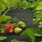 Poboczną zaletą wyściółkowania truskawkowych zagonów agrowłókniną jest czystość owoców. (zdj.: Adobe Stock)