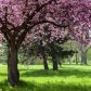 Wiśnia piłkowana (prunus serrulata) słynie z efektownej fazy kwitnienia, podczas której drzewo zapewni nie tylko cień, ale i niepowtarzalne widoki oraz upajający zapach. (zdj.: Adobe Stock)