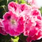 Baldach kwiatów pelargonii angielskiej w całej okazałości. (zdj.: Adobe Stock)