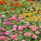 Mnogość odmian i kolorów czyni z cynii idealne rośliny do zakładania przepastnych, łąkowych rabat o wielu kolorach. (zdj.: Adobe Stock)