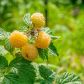 Niewątpliwią zaletą odmiany 'Poranna Rosa' jest powtarzające się owocowanie, przez które krzew wypuszcza owoce na zarówno pędach tegorocznych, jak i z poprzedniego sezonu. (zdj.: Adobe Stock)