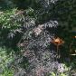 Sambucus nigra Blac Lace  na drugim planie makówki rdzą malowane