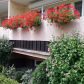 pelargonie bluszczolistne oraz hibiskusy pod balkonem