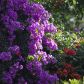 Kolor kwiatów bugenwilli zależy od odmiany. Prócz koloru fioletowego, bugenwille kwitną na m.in. biało, żółto czy szkarłatnoczerwono. (zdj.: Adobe Stock)