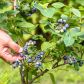 W uprawie borówek, najbardziej wymagające jest zrywanie małych i delikatnych owoców, gdyż samo prowadzenie krzewów nie należy do najbardziej skomplikowanych zadań ogrodniczych.  (zdj. Adobe Stock)