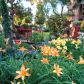 Moje miejsce wokół oczka wśród liliowców najpiękniejszy czas w ogrodzie tak stwierdzam :)