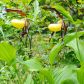 Obuwik pospolity (cypripedium calceolus) jest naturalnie spotykany w Polsce południowej, w okolicy lasów liściastych. (zdj.: Adobe Stock)