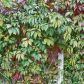 Winobluszcz pięciolistkowy (parthenocissus quinquefolia var. murorum) ma dwie podstawowe zalety - jest mało wymagający i bardzo odporny na niskie temperatury. (zdj.: Adobe Stock)