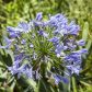 Agapant Agapanthus (zdj.: Adobe Stock)
