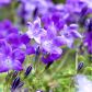 Dzwonek campanula (zdj.: Adobe Stock)