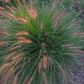 Jesienią liczne pędy rozplenicy japońskiej (pennisetum alopecuroides) wnoszą do ogrodu ostatnie promyki życia, zimą natomiast mogą służyć roślinie za naturalną osłonę od mroźnego powietrza. (zdj.: iStock)