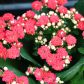 Kalanchoe Kalanchoe blossfeldiana  (zdj.: iStock)