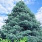Naturalnym pokrojem jodły kalifornijskiej abies concolor jest równomierny stożek, przez co  doskonale nadaje się na świąteczne drzewko. (zdj.: Adobe Stock)