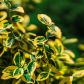 Ostrokrzew Golden King (ilex altaclerensis) jest odmianą wypuszczającą czerwone owoce, od tradycyjnych ostrokrzewów odróżnia ją jednak złote wybarwienie brzegów liści.  (zdj.: Adobe Stock)
