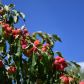 Rajskie jabłka pojawiają się na drzewach jesienią, miejmy to na uwadze planując prace przed końcem sezonu. (zdj.: Adobe Stock)