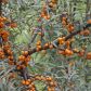 Rokitnik pospolity (hippophae rhamnoides) owocuje jesienią, na szczęście czasochłonne zbieranie drobnych owoców ułatwiają mrozy.  (zdj.: Adobe Stock)