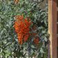 W lżejszym klimacie, przy łagodniejszej pogodzie nandina może być uprawiana jako roślina gruntowa, bezpieczniejsza jest jednak uprawa doniczkowa. (zdj.: Adobe Stock)
