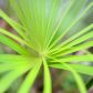Ważnym elementem pielęgnacji papirusu (cyperus alternifolius) jest utrzymywanie korzeni rośliny ciągle wilgotnych. Donica z rośliną powinna przez to stać na wypełnionej wodą podstawce.  (zdj.: Adobe Stock)