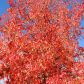 Wyjątkowo intensywna czerwień, która jesienią pojawia się na liściach, jest niezaprzeczalną cechą charakterystyczną ambrowca. (zdj.: Adobe Stock)