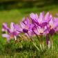 Zimowit jesienny Colchicum autumnale (zdj.: Adobe Stock)