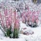 Nie zawsze należy okrywać wrzosy przykryte stałą warstwą śniegu. Opad sam służy za naturalną izolację roślin przed mroźnym wiatrem. (zdj.: Adobe Stock)