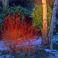 Dereń świdwa Cornus sanguinea w odmianie Winter Flame.  (zdj.: Adobe Stock)