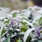 Szałwia - będąca ziołem wieloletnim - zimuje w gruncie, choć wymaga okrycia agrowłókniną.  (zdj.: Adobe Stock)