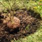 Dostosowując pH gleby do wymagań krzewu ozdobnego mamy pewność, że zapewniliśmy roślinie jak najbardziej sprzyjające warunki do szybkiego rozwoju i zdrowego owocowania. (zdj.: Adobe Stock)