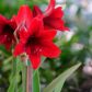 Hippeastrum swoją popularność zawdzięcza przede wszystkim obfitemu kwitnieniu, przypadającego na zimę lub wczesną wiosnę. (zdj.: Adobe Stock)