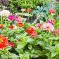 Cynia wytworna Zinnia elegans