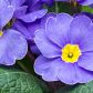 pierwiosnek bezłodygowy primula acaulis