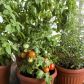 balkon z warzywami