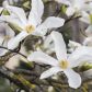 magnolia  gwiaździsta magnolia stellata