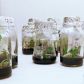 rozmnażanie roślin in vitro
