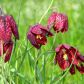 Szachownica kostkowata Fritillaria meleagris