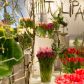 VIII wystawa tulipanów