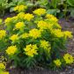 wilczomlecz pstry euphorbia polychroma