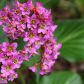 bergenia sercolistna bergenia cordifolia