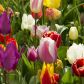 tulipany ogród