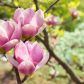 kwiaty magnolii wiosną