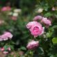 róże w rosarium