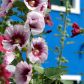 malwy ogrodowe alcea rosea