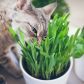 trujące rośliny dla kotów