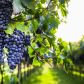 Ekologiczne opryski winorośli