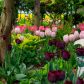 Tulipany