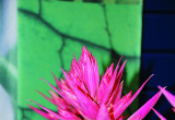 Aechmea ‘Tara’ zachwyca wykwintną kremowobiałą barwą kwiatostanów
