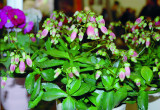 Bryophyllum manginii (dawne Kalanchoe manginii) o dzwonkowatych kwiatach ma wymagania zbliżone do kalanchoe Blossfelda