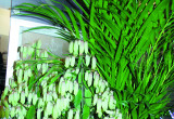 Bryophyllum Pinnatum tworzy okazałe kwiatostany z rurkowatych białozielonych kwiatów