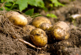 Bulwy ziemniaków mogą różnić się zarówno kolorem skórki, jak i miąższu